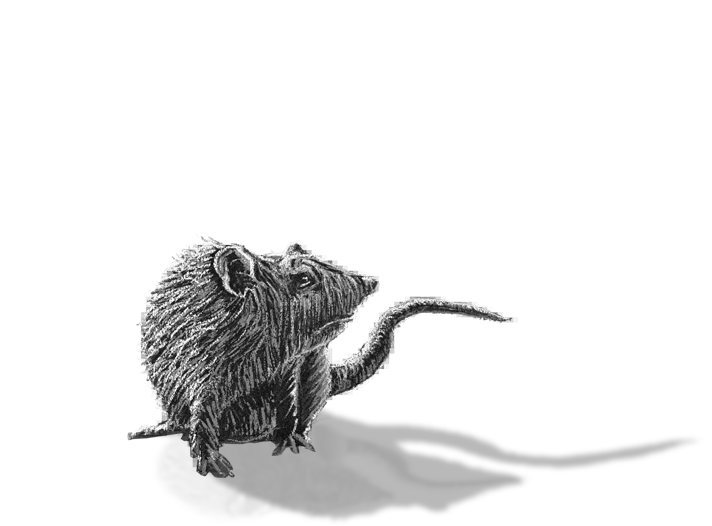 A detailed charcoal sketch of a menacing rat.